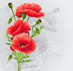 罂粟花