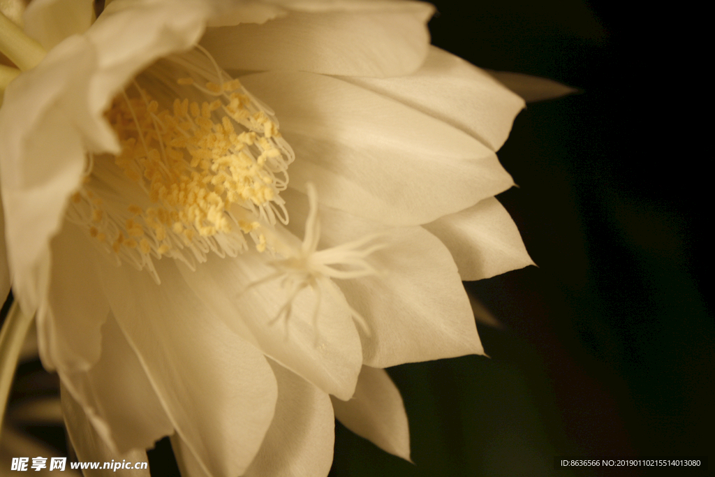 昙花