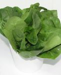 绿色菠菜