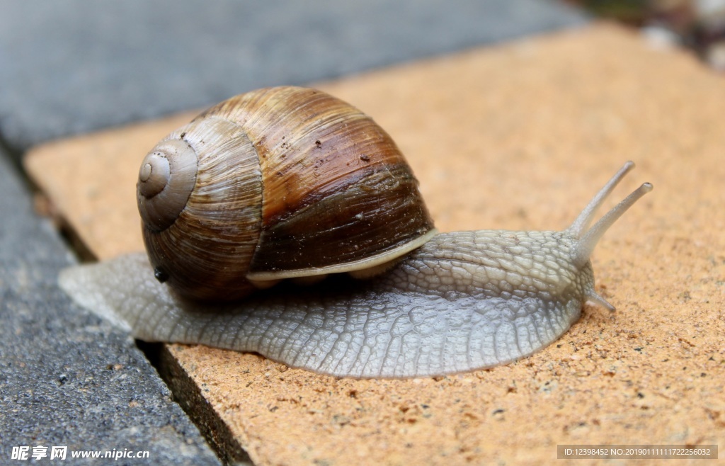 蜗牛