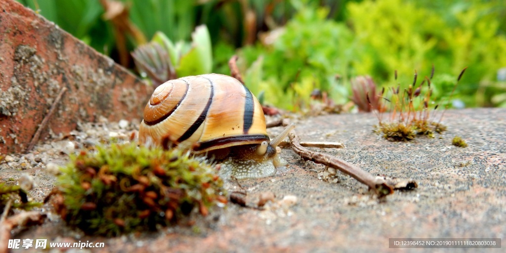 蜗牛