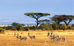 非洲 草原 羚羊