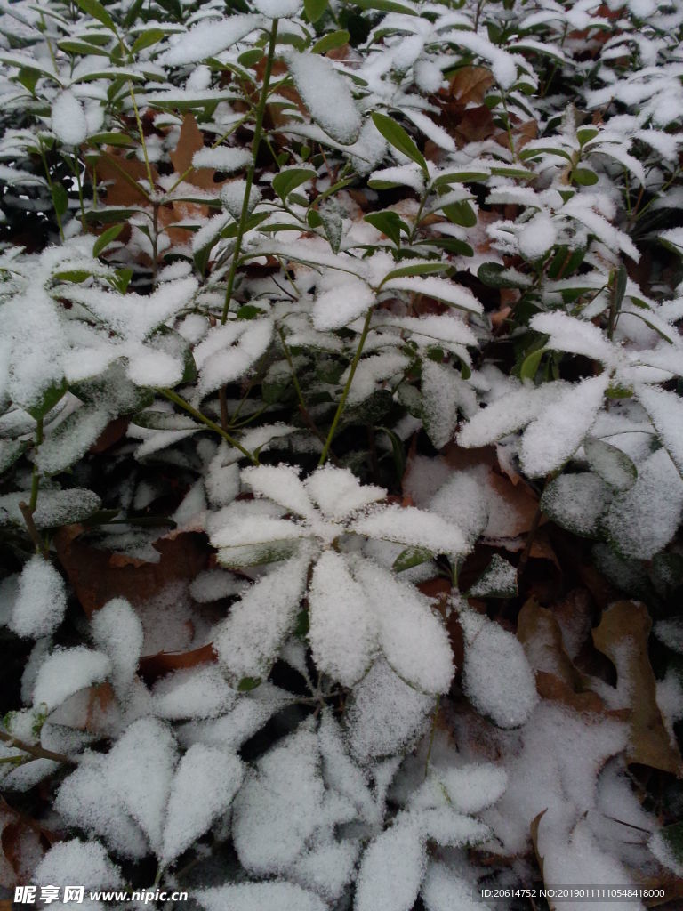 树叶上的积雪