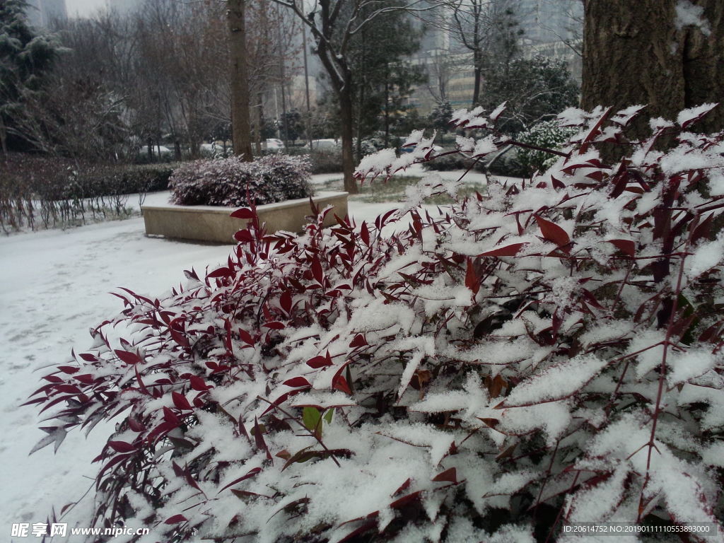 树叶上的积雪