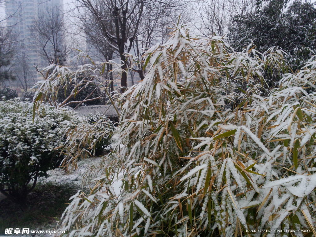 树木上的积雪