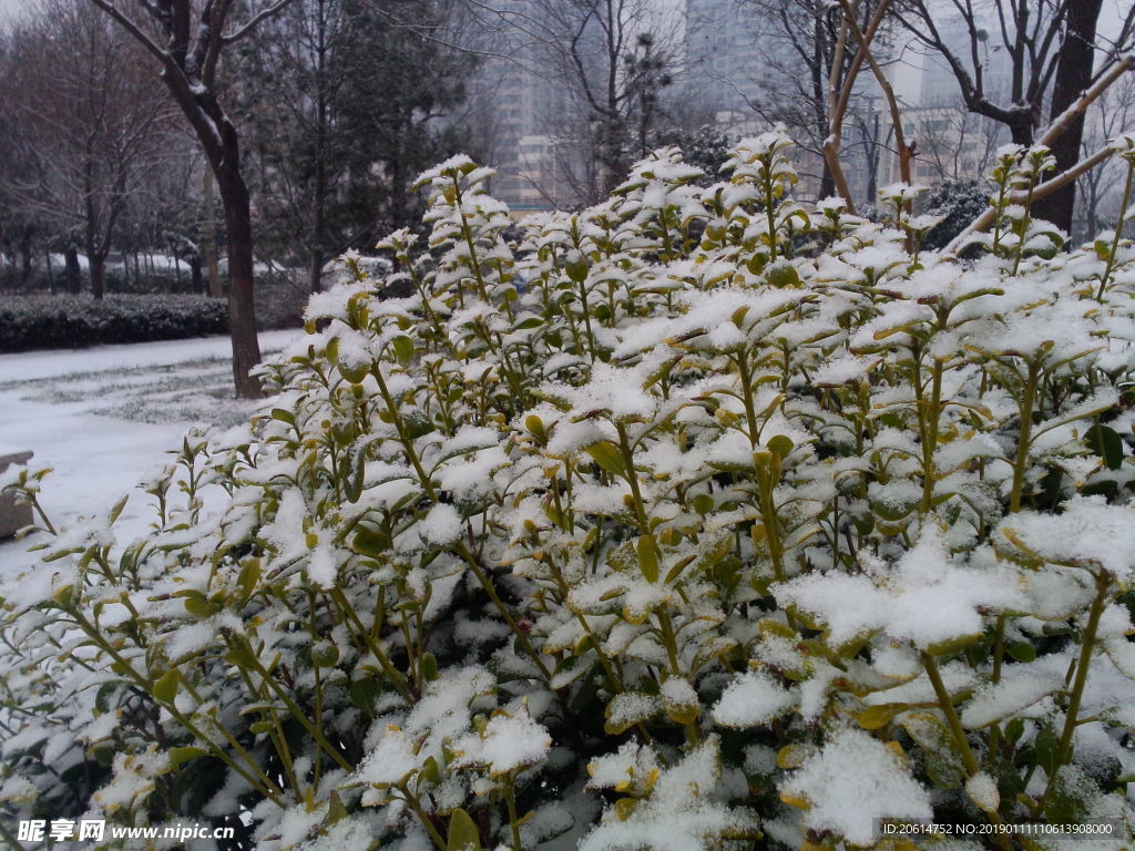 花草上的积雪