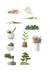 植物背景