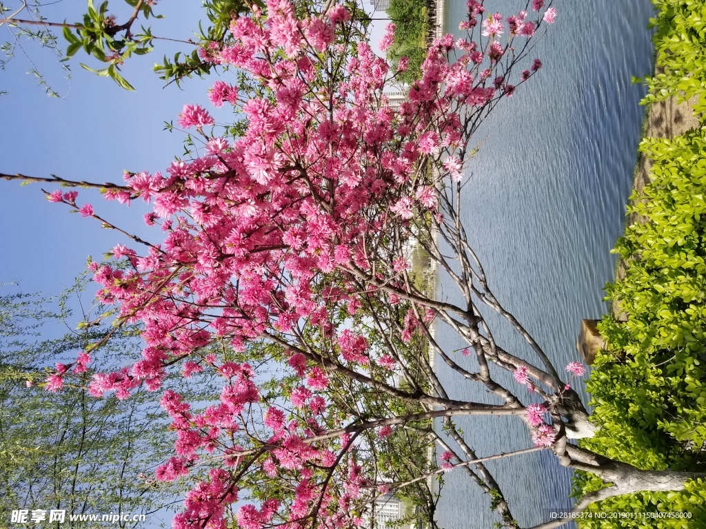 桃花