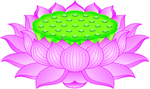 莲花