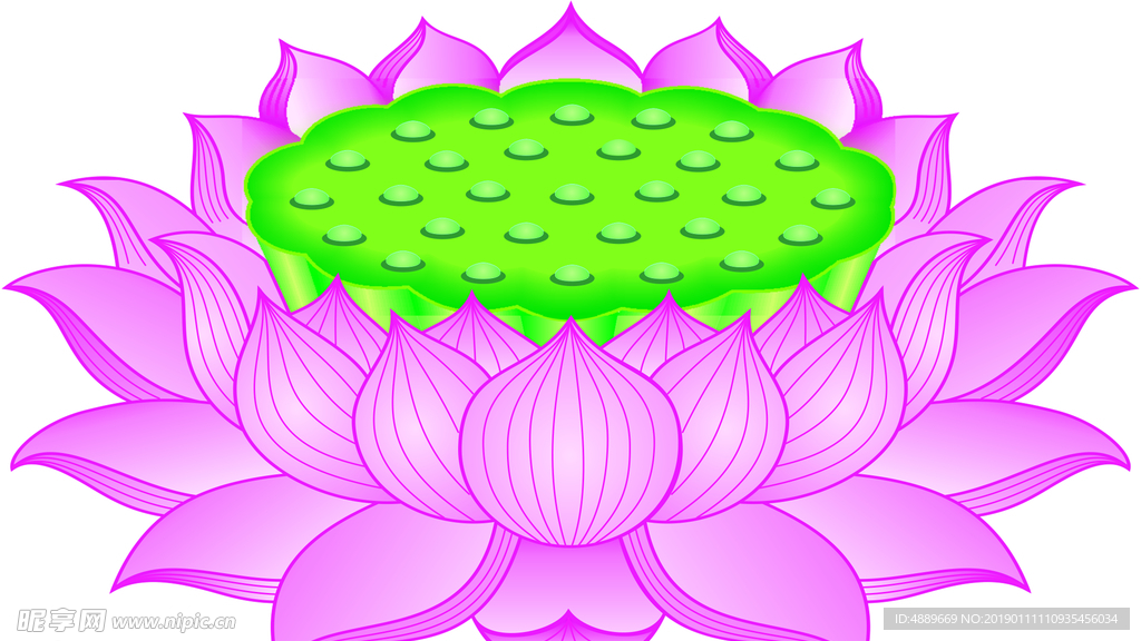 莲花
