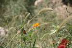 狗尾草 小花