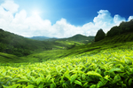 绿色的茶山