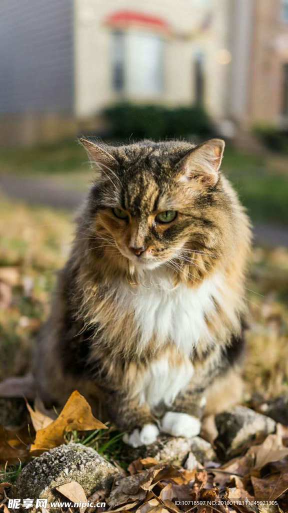 小花猫