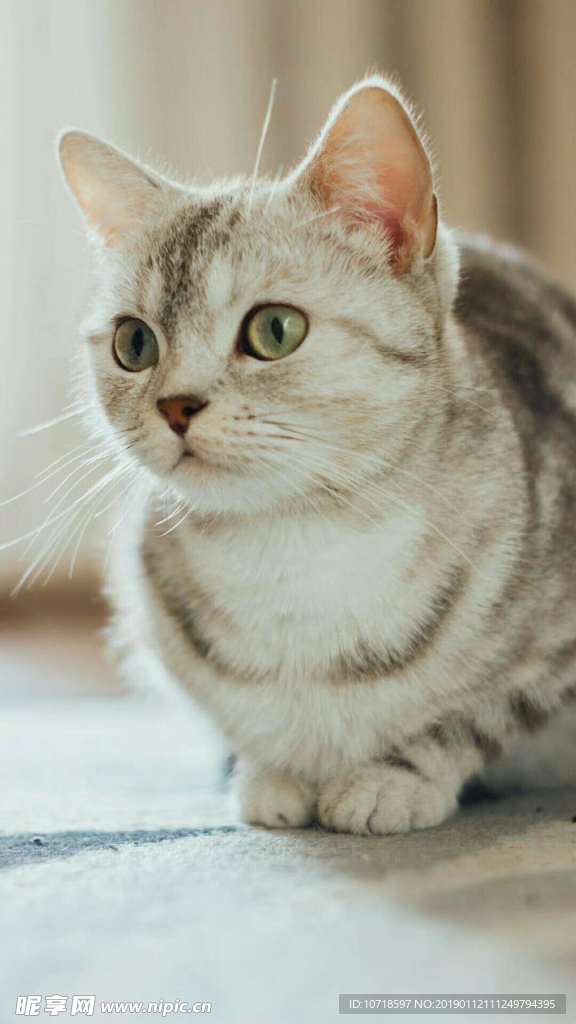 小花猫
