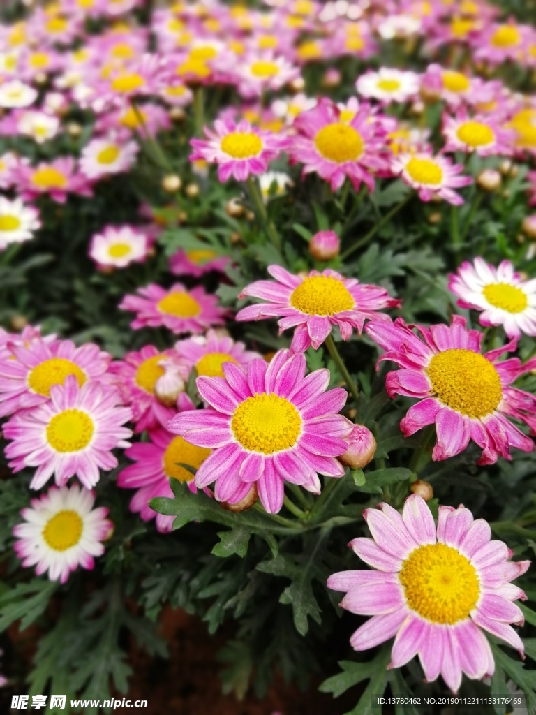 菊花