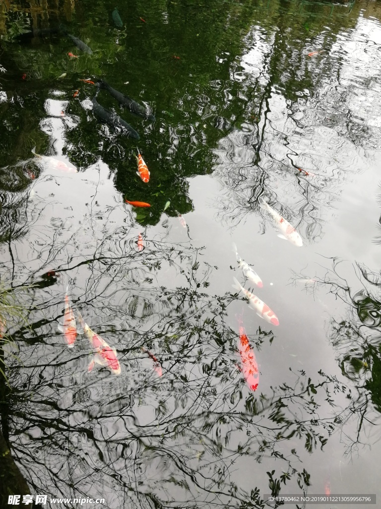 锦鲤