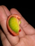 番茄