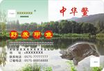 中华鳖