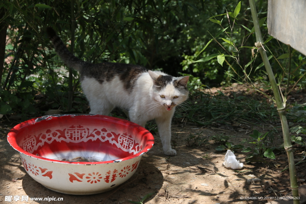 花猫