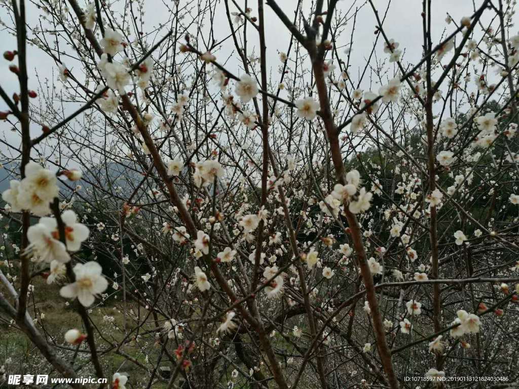 梅花梅树