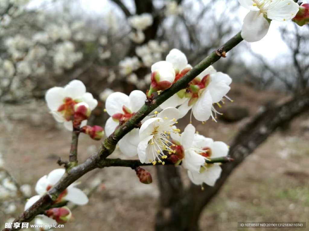 梅花梅树