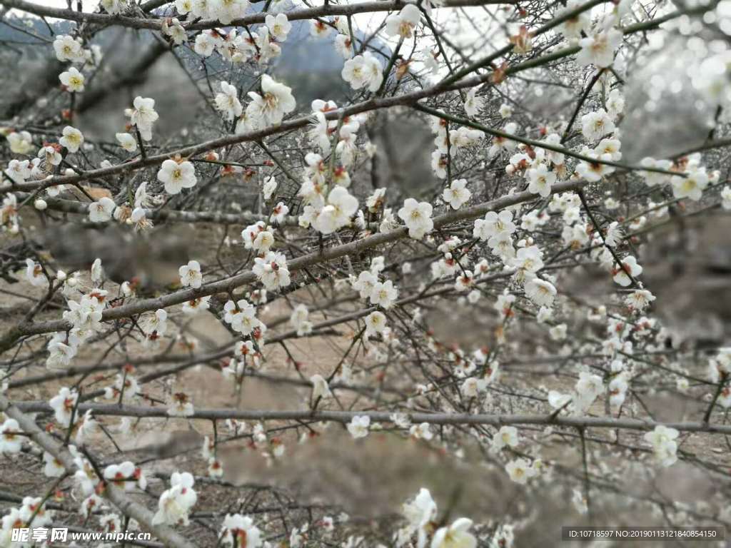梅花梅树