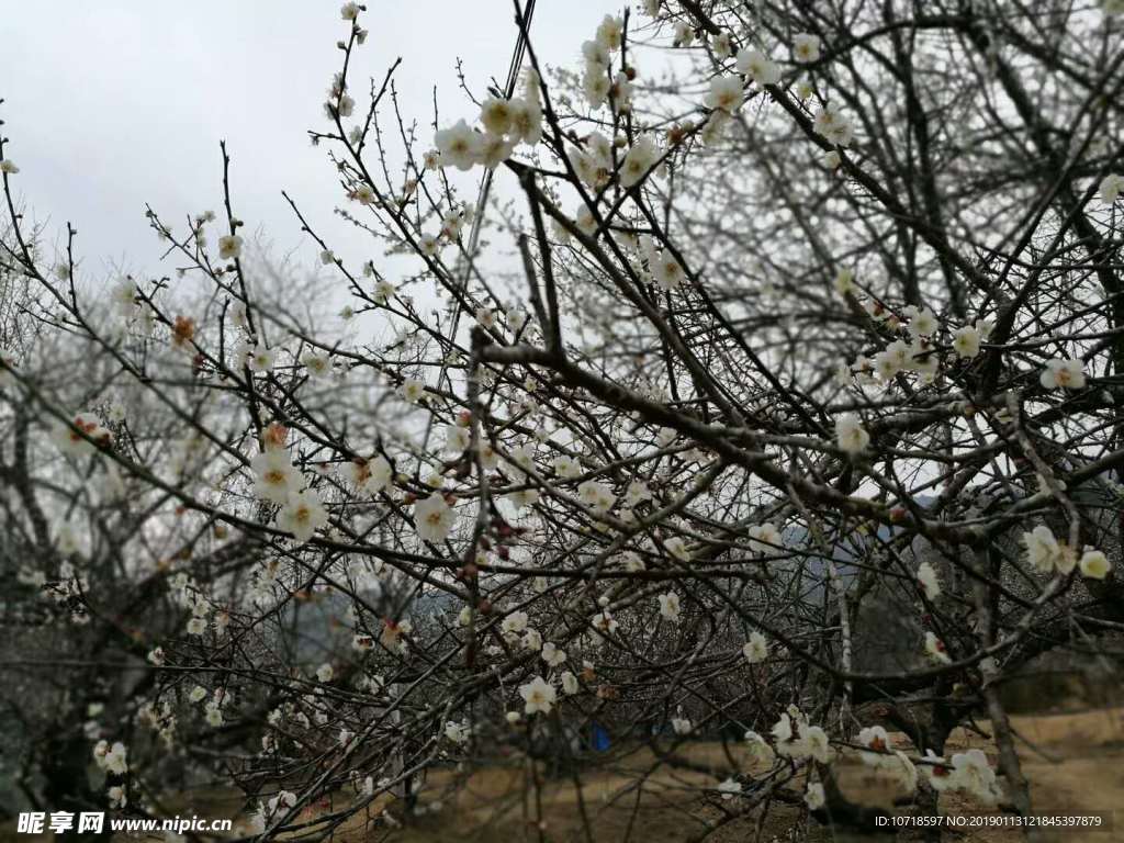 梅花梅树