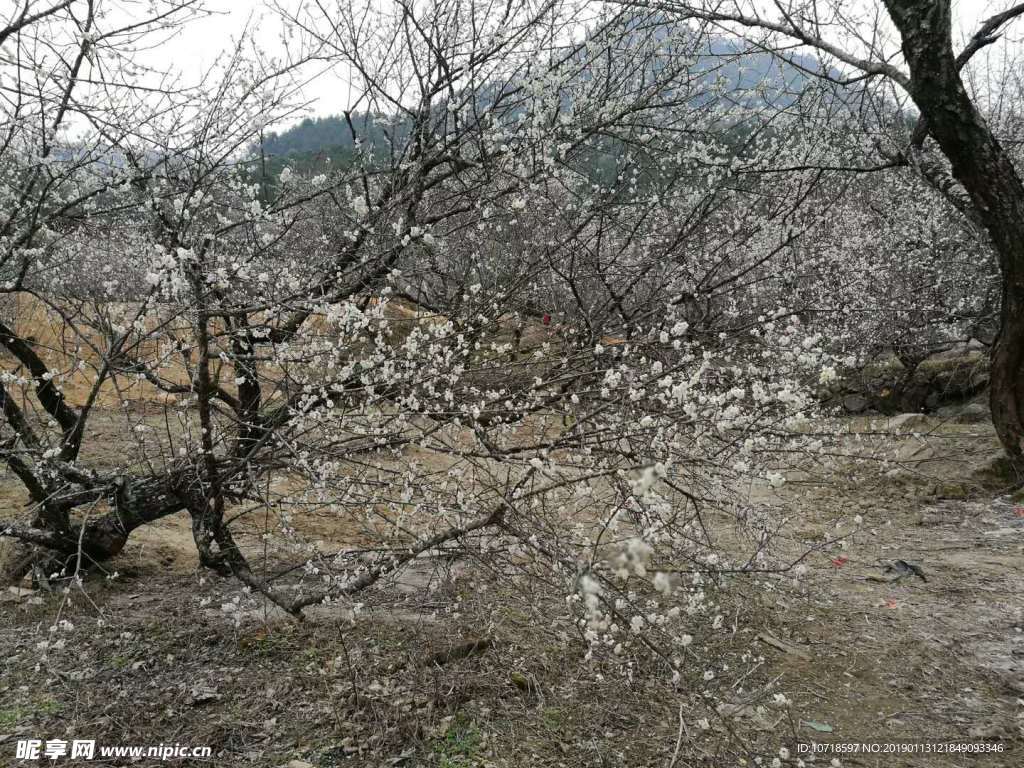 梅花梅树