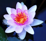 莲花