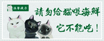 猫咪