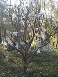 玉兰花