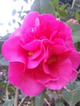 山茶花