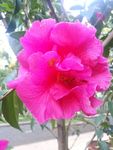 山茶花