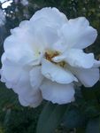 山茶花