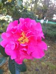 山茶花