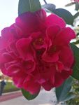 山茶花