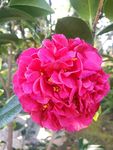 山茶花