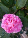 山茶花