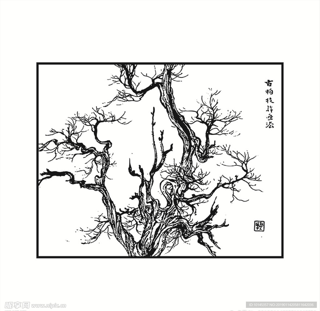 古柏树