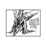 榕树根