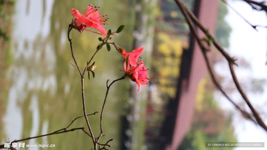 杜鹃  红色   花   摄影