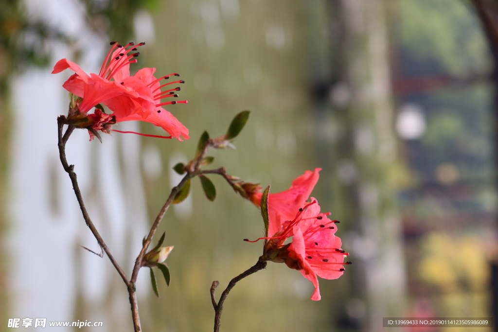 杜鹃  红色   花   摄影