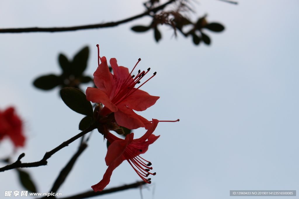 杜鹃  红色   花   摄影
