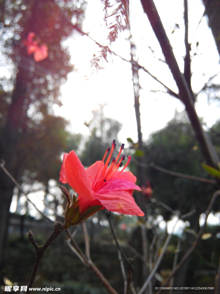 杜鹃  红色   花   摄影