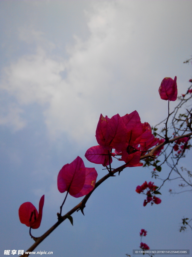 杜鹃花