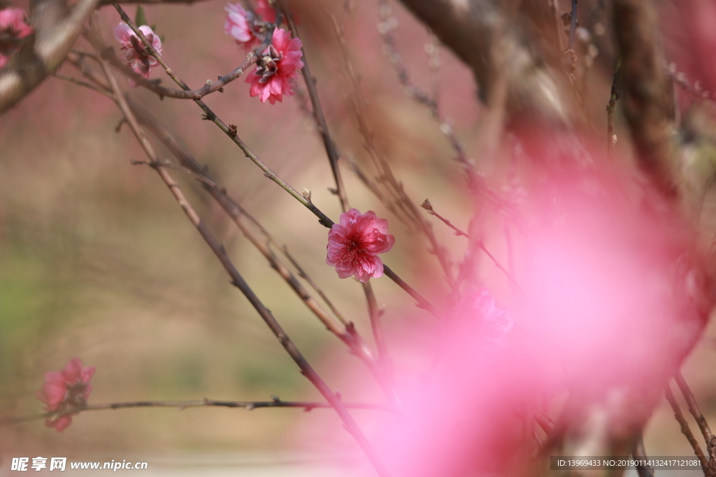 桃花  花  粉红色   粉色