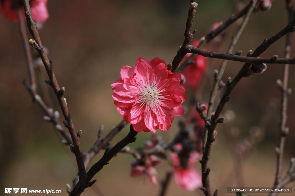 桃花  花  粉红色   粉色