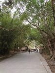 林阴道