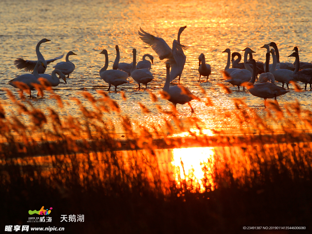 天鹅湖