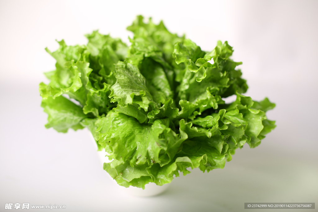 生菜